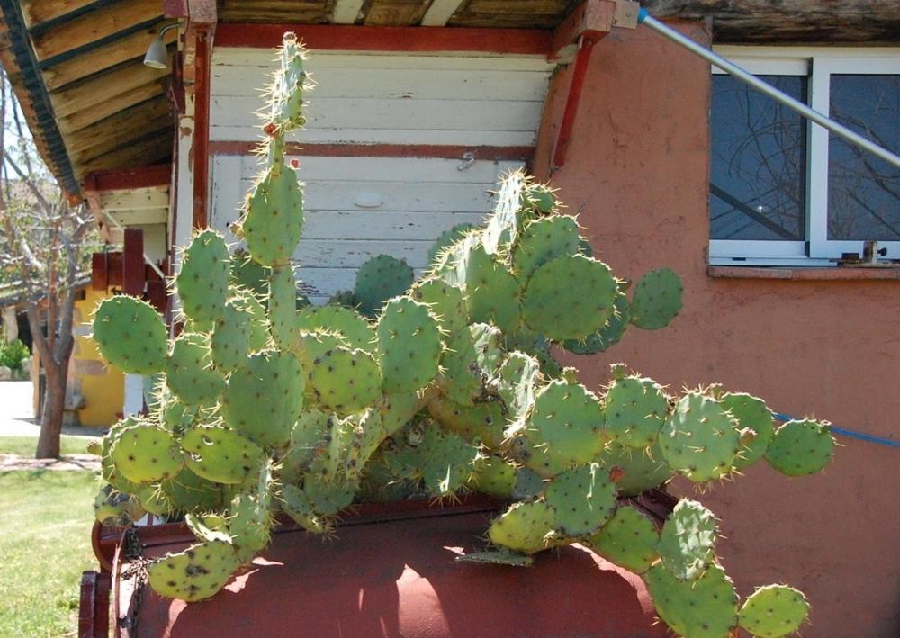 Posada Tresmentiras Aldeanueva del Camino Dış mekan fotoğraf